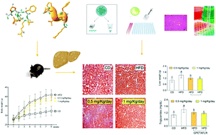 Graphical abstract: A lupine (Lupinus angustifolious L.) peptide prevents non-alcoholic fatty liver disease in high-fat-diet-induced obese mice