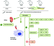 Graphical abstract: Dietary oleuropein and its acyl derivative ameliorate inflammatory response in peritoneal macrophages from pristane-induced SLE mice via canonical and noncanonical NLRP3 inflammasomes pathway