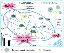 Graphical abstract: Curcumin micelles suppress gastric tumor cell growth by upregulating ROS generation, disrupting redox equilibrium and affecting mitochondrial bioenergetics