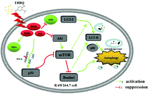 Graphical abstract: tert-Butyl-p-benzoquinone induces autophagy by inhibiting the Akt/mTOR signaling pathway in RAW 264.7 cells