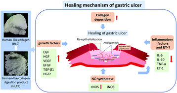 Graphical abstract: Human-like collagen promotes the healing of acetic acid-induced gastric ulcers in rats by regulating NOS and growth factors
