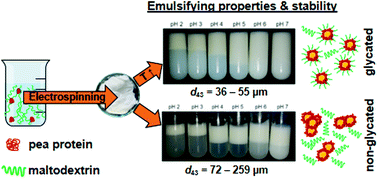 Graphical abstract: Improvement of emulsifying behavior of pea proteins as plant-based emulsifiers via Maillard-induced glycation in electrospun pea protein–maltodextrin fibers