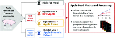 Graphical abstract: Effects of the apple matrix on the postprandial bioavailability of flavan-3-ols and nutrigenomic response of apple polyphenols in minipigs challenged with a high fat meal