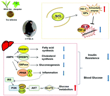 Graphical abstract: Jiaogulan tea (Gpostemma pentaphyllum) potentiates the antidiabetic effect of white tea via the AMPK and PI3K pathways in C57BL/6 mice