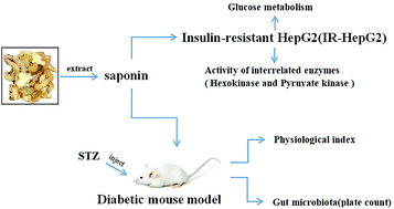 Graphical abstract: Hypoglycemic effects and modulation of gut microbiota of diabetic mice by saponin from Polygonatum sibiricum
