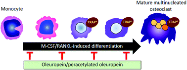 Graphical abstract: Oleuropein and its peracetylated derivative negatively regulate osteoclastogenesis by controlling the expression of genes involved in osteoclast differentiation and function