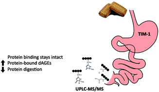 Graphical abstract: Gastrointestinal digestion of dietary advanced glycation endproducts using an in vitro model of the gastrointestinal tract (TIM-1)