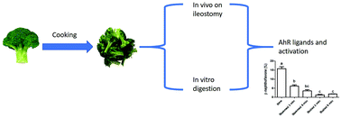 Graphical abstract: Aryl hydrocarbon Receptor activation during in vitro and in vivo digestion of raw and cooked broccoli (brassica oleracea var. Italica)