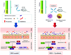 Graphical abstract: Synbiotic supplementation containing Bifidobacterium infantis and xylooligosaccharides alleviates dextran sulfate sodium-induced ulcerative colitis