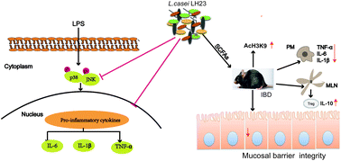Graphical abstract: Lactobacillus casei LH23 modulates the immune response and ameliorates DSS-induced colitis via suppressing JNK/p-38 signal pathways and enhancing histone H3K9 acetylation