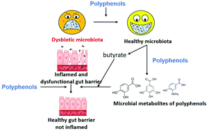 Graphical abstract: Synergic interactions between polyphenols and gut microbiota in mitigating inflammatory bowel diseases