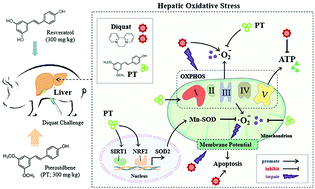 Graphical abstract: Comparison of the effects of resveratrol and its derivative pterostilbene on hepatic oxidative stress and mitochondrial dysfunction in piglets challenged with diquat