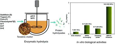 Graphical abstract: Evaluation of Tenebrio molitor protein as a source of peptides for modulating physiological processes