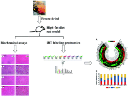 Graphical abstract: Studying the effects of sea cucumber ovum powder on nonalcoholic fatty liver disease by proteomics techniques in a rat model