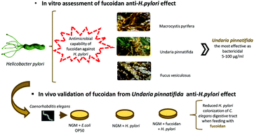 Graphical abstract: Caenorhabditis elegans as an in vivo model to assess fucoidan bioactivity preventing Helicobacter pylori infection