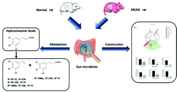 Graphical abstract: Biotransformation of natural hydroxycinnamic acids by gut microbiota from normal and cerebral ischemia-reperfusion injured rats: a comparative study