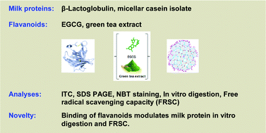 Graphical abstract: Modulation of gastrointestinal digestion of β-lactoglobulin and micellar casein following binding by (−)-epigallocatechin-3-gallate (EGCG) and green tea flavanols
