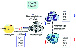 Graphical abstract: The exogenous natural phospholipids, EPA-PC and EPA-PE, contribute to ameliorate inflammation and promote macrophage polarization