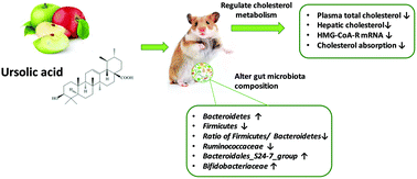 Graphical abstract: Ursolic acid alleviates hypercholesterolemia and modulates the gut microbiota in hamsters