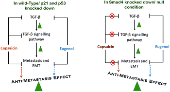 Graphical abstract: Eugenol and capsaicin exhibit anti-metastatic activity via modulating TGF-β signaling in gastric carcinoma