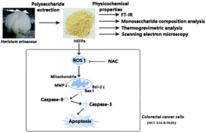 Graphical abstract: Fruiting body polysaccharides of Hericium erinaceus induce apoptosis in human colorectal cancer cells via ROS generation mediating caspase-9-dependent signaling pathways