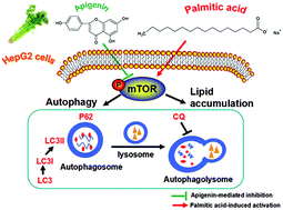 Graphical abstract: Apigenin induced autophagy and stimulated autophagic lipid degradation