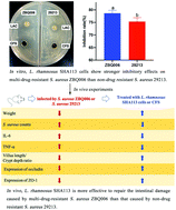 Graphical abstract: Therapeutic effect of Lactobacillus rhamnosus SHA113 on intestinal infection by multi-drug-resistant Staphylococcus aureus and its underlying mechanisms