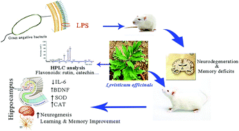 Graphical abstract: Neuroprotective effects of Levisticum officinale on LPS-induced spatial learning and memory impairments through neurotrophic, anti-inflammatory, and antioxidant properties