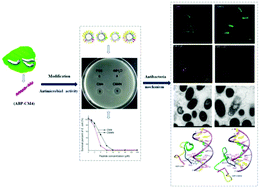 Graphical abstract: Antimicrobial activity and mechanism of peptide CM4 against Pseudomonas aeruginosa