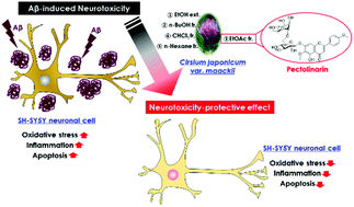 Graphical abstract: Amelioration effects of Cirsium japonicum var. maackii extract/fractions on amyloid beta25–35-induced neurotoxicity in SH-SY5Y cells and identification of the main bioactive compound