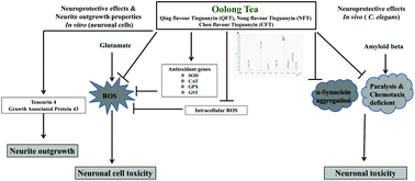 Graphical abstract: Neuroprotective effects of oolong tea extracts against glutamate-induced toxicity in cultured neuronal cells and β-amyloid-induced toxicity in Caenorhabditis elegans