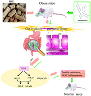 Graphical abstract: Salvianolic acid B prevents body weight gain and regulates gut microbiota and LPS/TLR4 signaling pathway in high-fat diet-induced obese mice