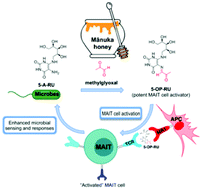 Graphical abstract: Mānuka honey-derived methylglyoxal enhances microbial sensing by mucosal-associated invariant T cells