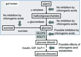 Graphical abstract: Protection against developing type 2 diabetes by coffee consumption: assessment of the role of chlorogenic acid and metabolites on glycaemic responses