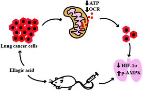 Graphical abstract: Phenolic compound ellagic acid inhibits mitochondrial respiration and tumor growth in lung cancer