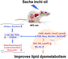 Graphical abstract: Sacha inchi oil alleviates gut microbiota dysbiosis and improves hepatic lipid dysmetabolism in high-fat diet-fed rats