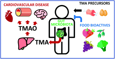 Graphical abstract: Dietary bioactive ingredients to modulate the gut microbiota-derived metabolite TMAO. New opportunities for functional food development