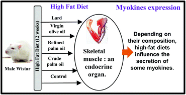 Graphical abstract: Impact of diets rich in olive oil, palm oil or lard on myokine expression in rats
