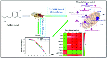 Graphical abstract: Metabolomics profiling reveals the mechanism of caffeic acid in extending lifespan in Drosophila melanogaster