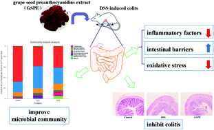 Graphical abstract: Grape seed proanthocyanidin extract ameliorates dextran sulfate sodium-induced colitis through intestinal barrier improvement, oxidative stress reduction, and inflammatory cytokines and gut microbiota modulation