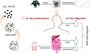 Graphical abstract: Effects of in vitro digestion and fecal fermentation on the stability and metabolic behavior of polysaccharides from Craterellus cornucopioides