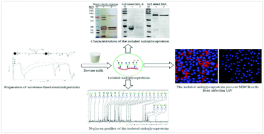 Graphical abstract: Purification of sialoglycoproteins from bovine milk using serotonin-functionalized magnetic particles and their application against influenza A virus