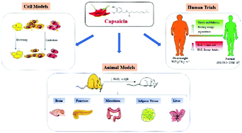 Graphical abstract: Anti-obesity effects of capsaicin and the underlying mechanisms: a review