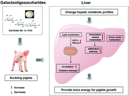 Graphical abstract: Early galactooligosaccharide intervention alters the metabolic profile, improves the antioxidant capacity of mitochondria and activates the AMPK/Nrf2 signaling pathway in suckling piglet liver