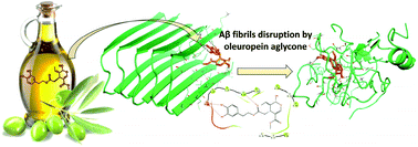 Graphical abstract: Amyloid β fibril disruption by oleuropein aglycone: long-time molecular dynamics simulation to gain insight into the mechanism of action of this polyphenol from extra virgin olive oil