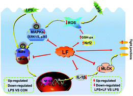 Graphical abstract: Lactoferrin attenuates lipopolysaccharide-stimulated inflammatory responses and barrier impairment through the modulation of NF-κB/MAPK/Nrf2 pathways in IPEC-J2 cells
