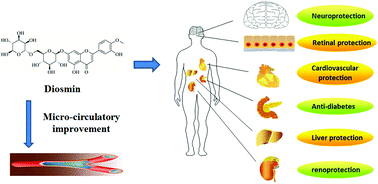 Graphical abstract: Metabolism and pharmacological activities of the natural health-benefiting compound diosmin