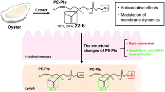 Graphical abstract: Structural changes of ethanolamine plasmalogen during intestinal absorption