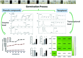 Graphical abstract: Metabolic and transcriptional regulation of phenolic conversion and tocopherol biosynthesis during germination of sesame (Sesamum indicum L.) seeds
