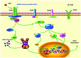 Graphical abstract: A polysaccharide extracted from alfalfa activates splenic B cells by TLR4 and acts primarily via the MAPK/p38 pathway